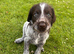 German Wirehaired Pointer Puppies