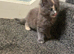 Stunning maine coone kittens