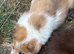 Stunning Border Collie pups