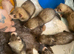 Hand reared litter