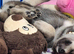 Northern Inuit puppies