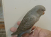 Rare black face blackwing violet budgie for sale