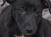 Lurcher pups