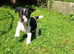Jack russell pups