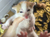 Tortoiseshell cross bengal tabby kittens