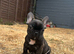 French Bulldog Puppies