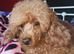 F1b TOY CAVAPOO PUPPIES
