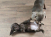 2 beautiful shi Zu cross dachshund puppies