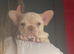 Cream Female French bulldog