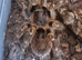 G.Pulchripes