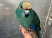 Hand reared baby Kakariki parrot available