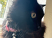 Kitten for sale