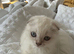 White Scottish Fold female kitten
