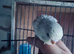 Semi-tame pretty baby budgie