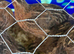 Male quail