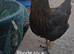 *Price is each* Young laying hens