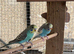 Baby Budgies