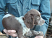 Cocker spaniel puppies