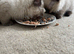Purebred Male Ragdolls! Ready Now!