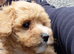 Poochoon pups
