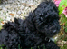Two beautiful, very small Toy Poodle boys