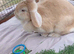 Two lops