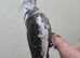 Beautiful hand reared cockateil