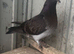 Mixed young pigeons for sale