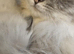 Ragdoll boy