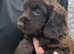 Cocker Spaniel puppies