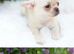 Beautiful Cream Chihuahua Puppies Xxs