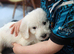 Labradoodle F2