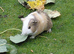 3 female guinea pigs