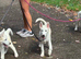 White female Husky pup. Last wee girl left.
