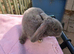 Plush Mini lop