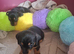 Mini dachshund x jack russell