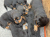 born (22/03/2026)  5 gorgeous chunky boys and  1 beautiful chunky girls are available!