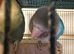 Proven pair of love birds