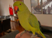 Baby Ringneck talking parrot