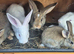 New Zealand and Flemish Bunny's