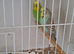 Pair of budgies