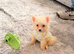 Pomerania puppy for sell
