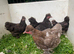 **** PEKINXSILKIE PULLETS ****