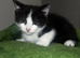 Kitten for sale