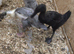 Trio of runner ducks & one aylesbury duck.