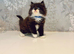REDUCED 1 LEFT Beautiful Long-Haired Persian - PKD neg