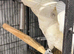 Yellow Crested Cockatoo Glasgow