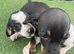 2 beautiful dachshund puppies ready for new homes!!!
