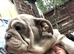 READY NOW 11 week old English Bulldogs last 2