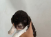 Cockapoo puppies for sale